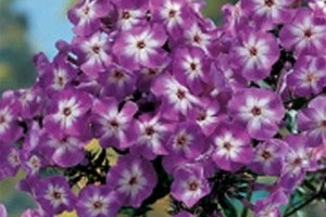Phlox Paniculata 'Laura' New 2026